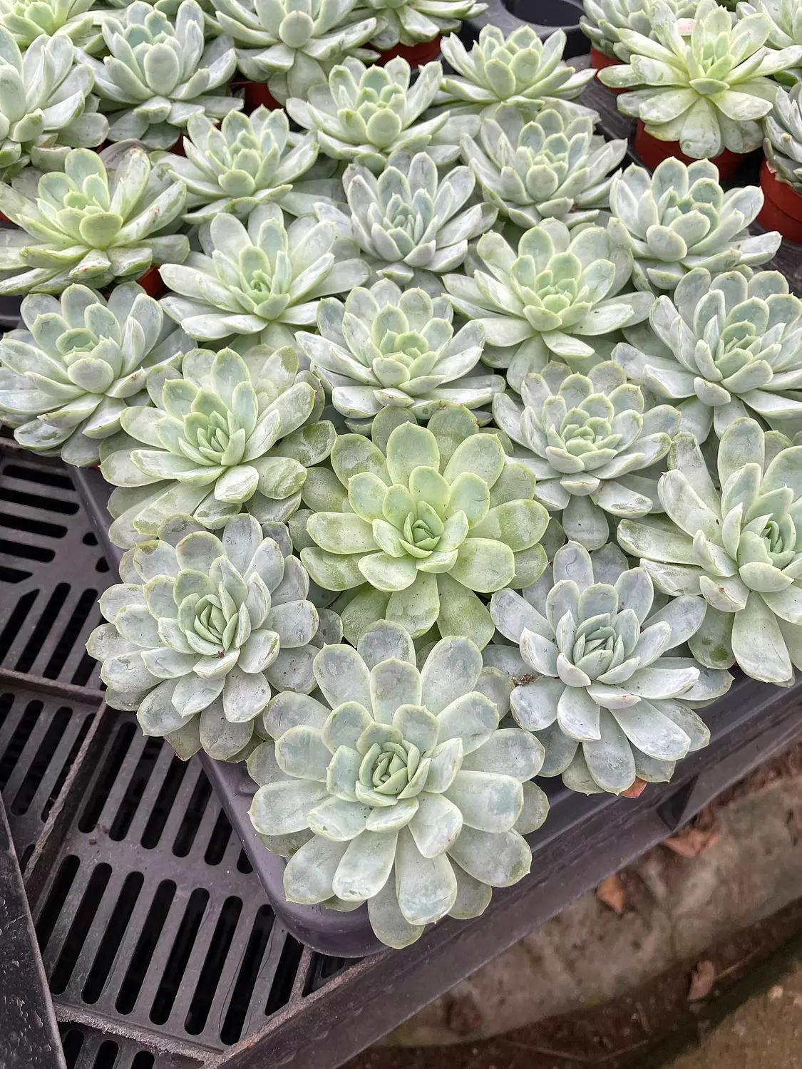 Echeverias Cactus - Shape 2 1