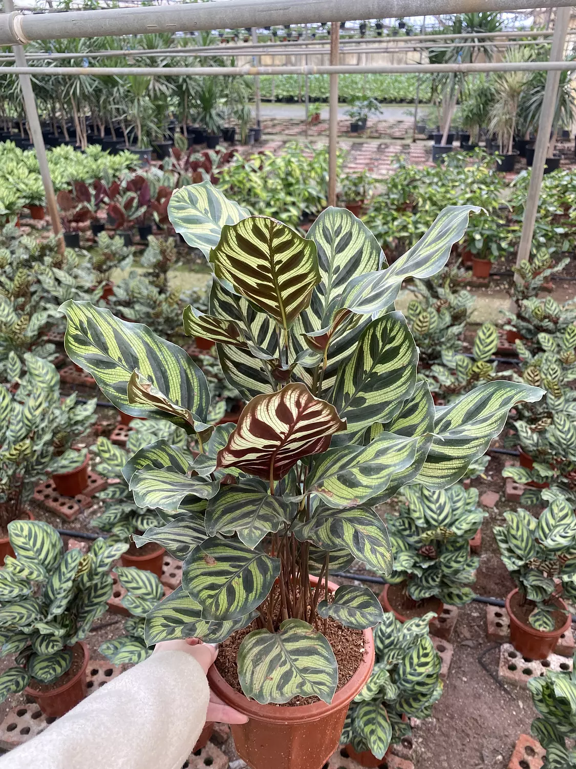 Calathea Makoyana 2
