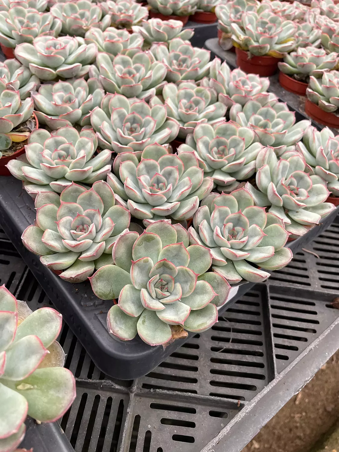 Echeverias Cactus - Shape 4 1