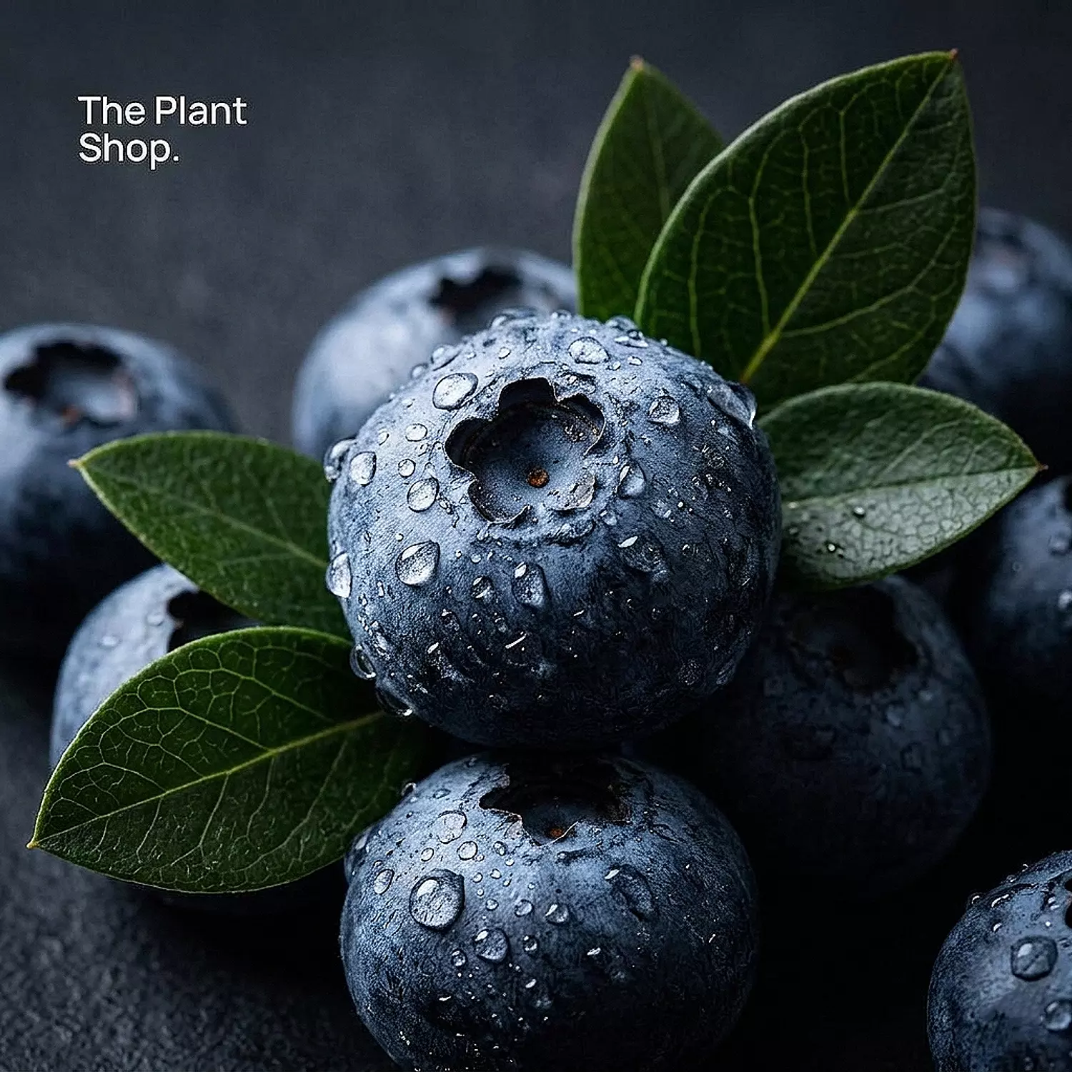 Blue berry Tree image