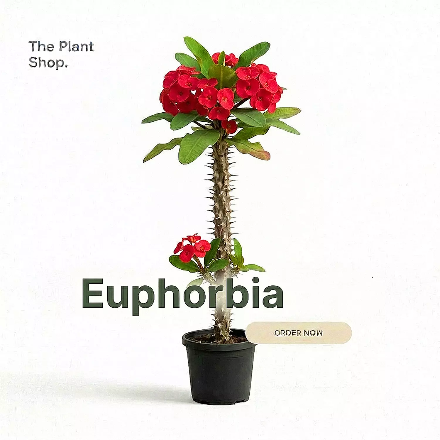 Euphorbia image