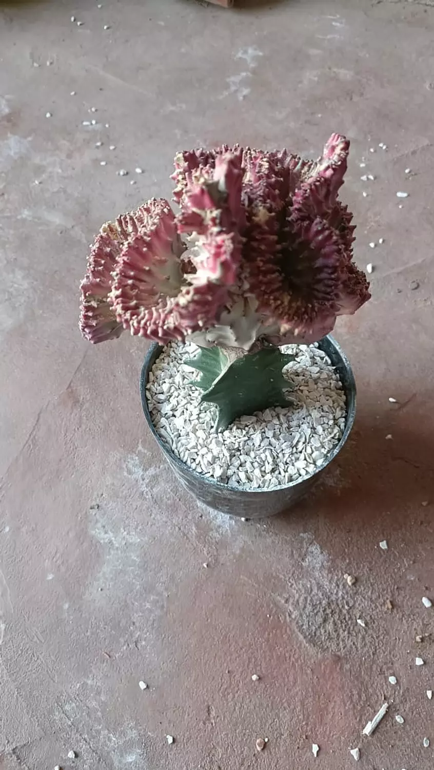 Coral Cactus 8