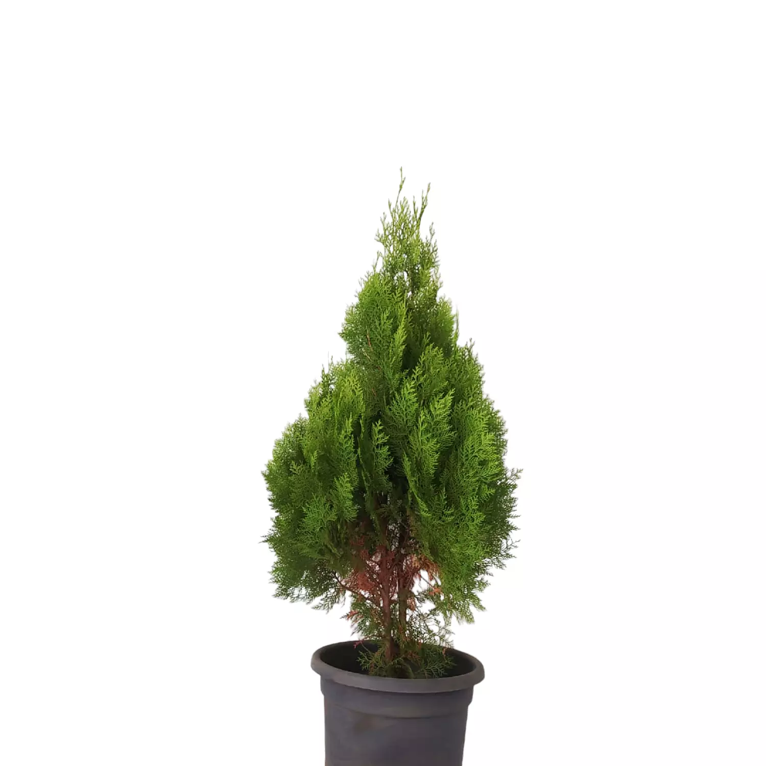 Thuja image