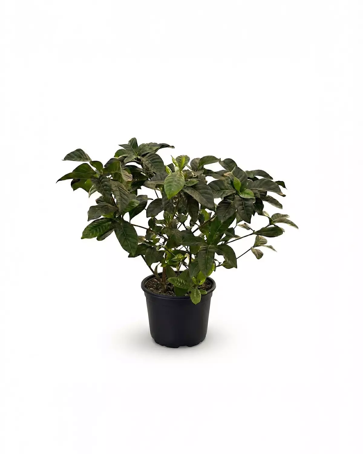 Indoor Gardenia hover image