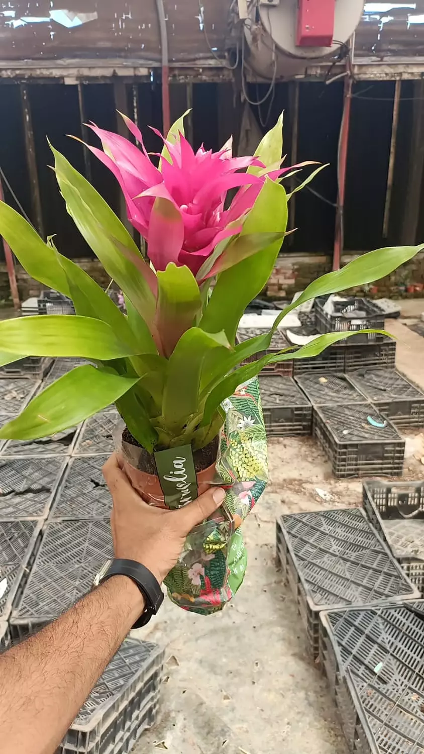 Guzmania 2