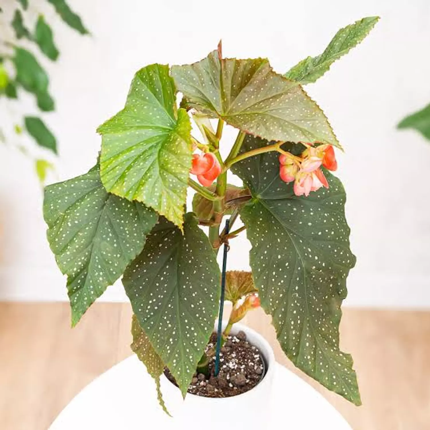Healthy Begonia Corallina plant