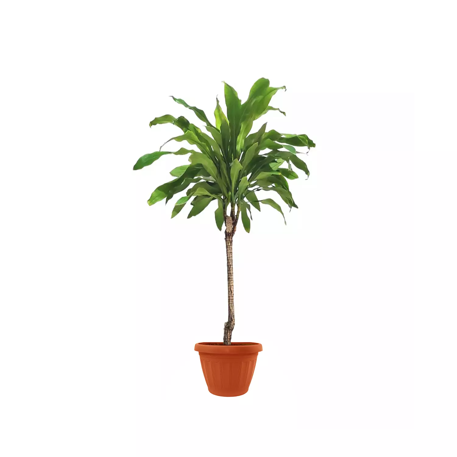 Dracaena fragrans 6