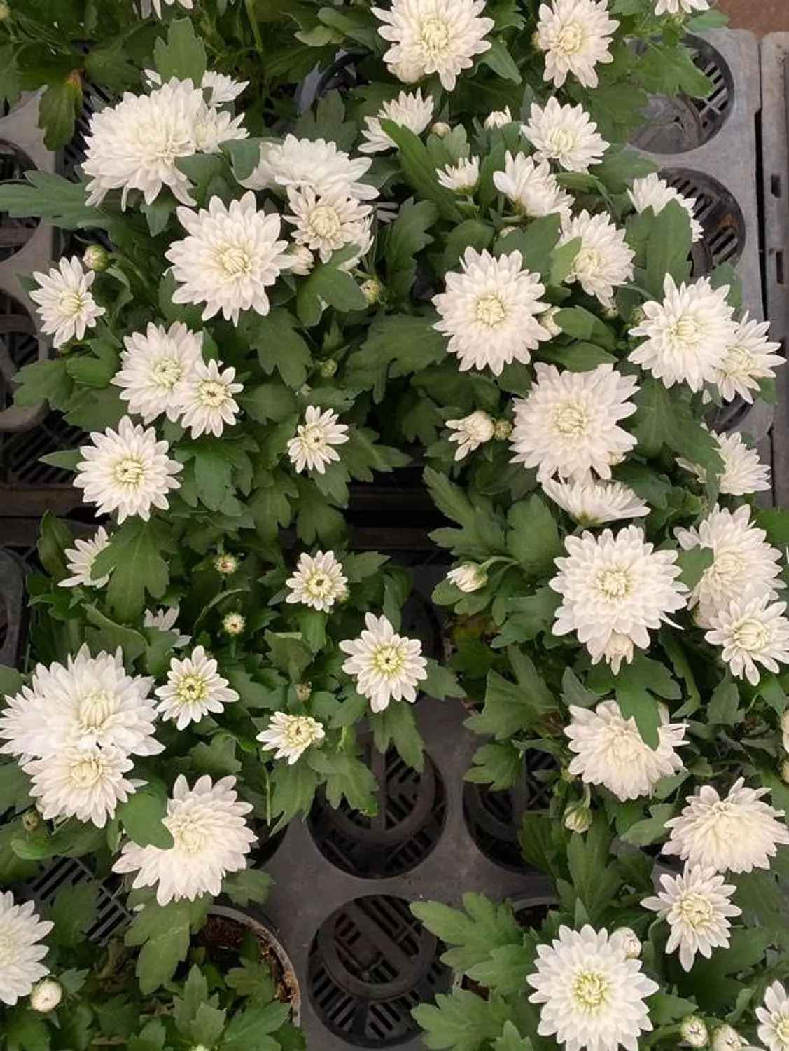 Chrysanthemum  1