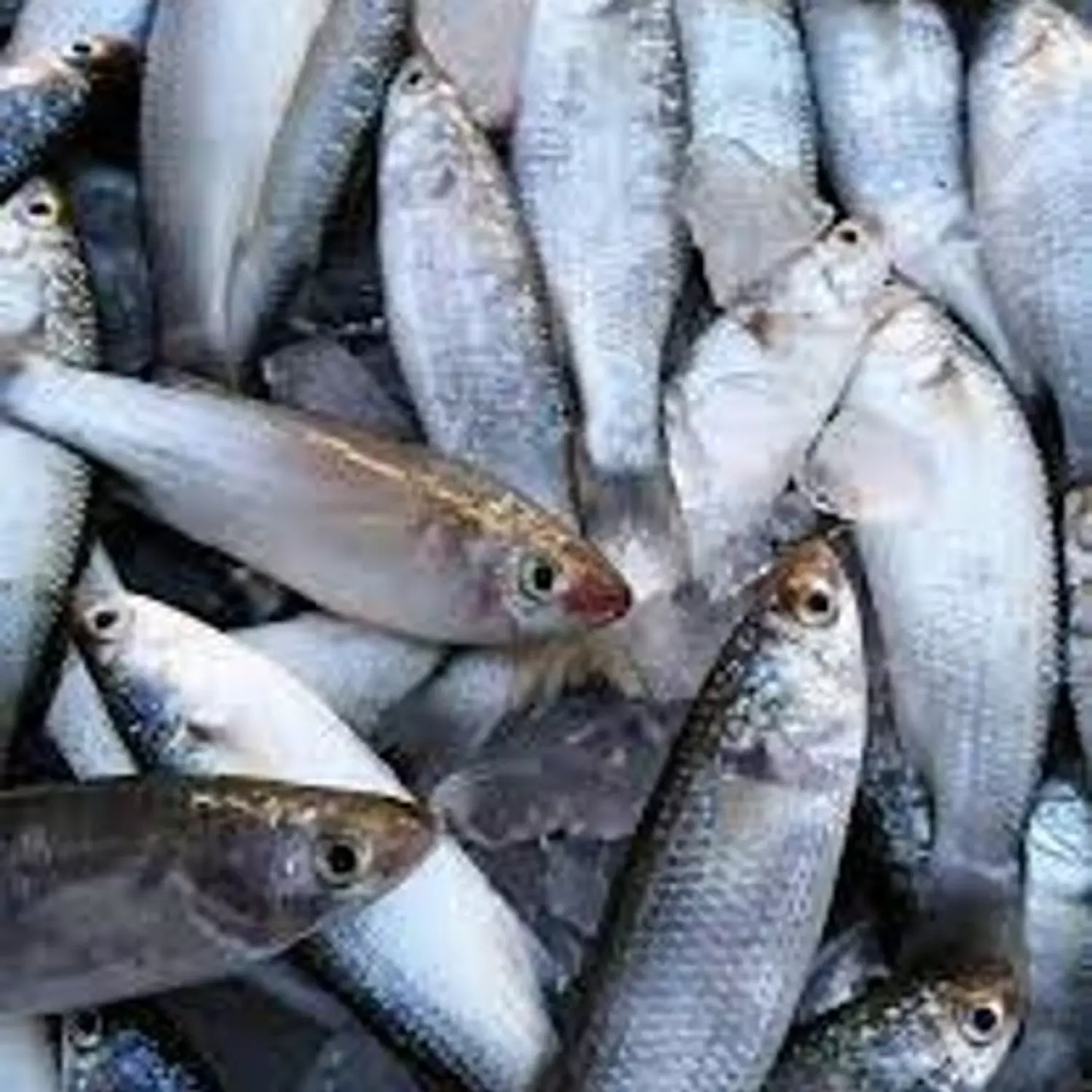 Baby Mullet (Sehleya) image