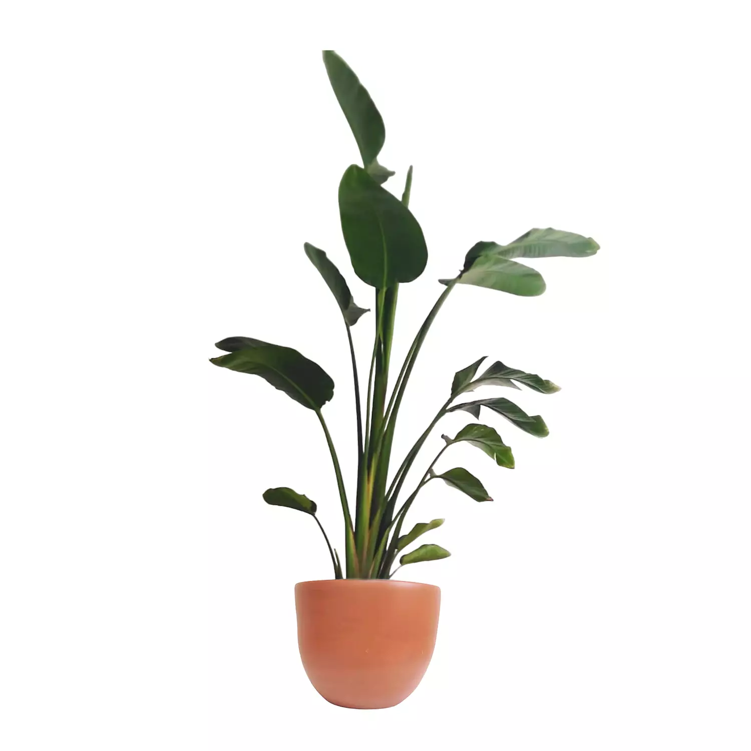 Augusta ''Banana Tree''  9