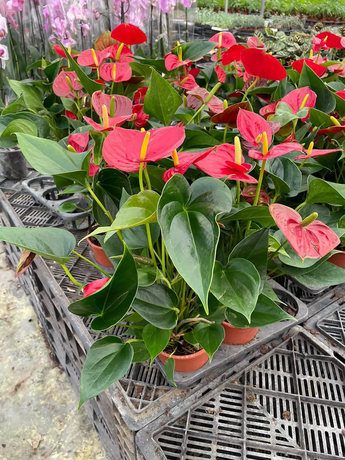 Anthurium hover image