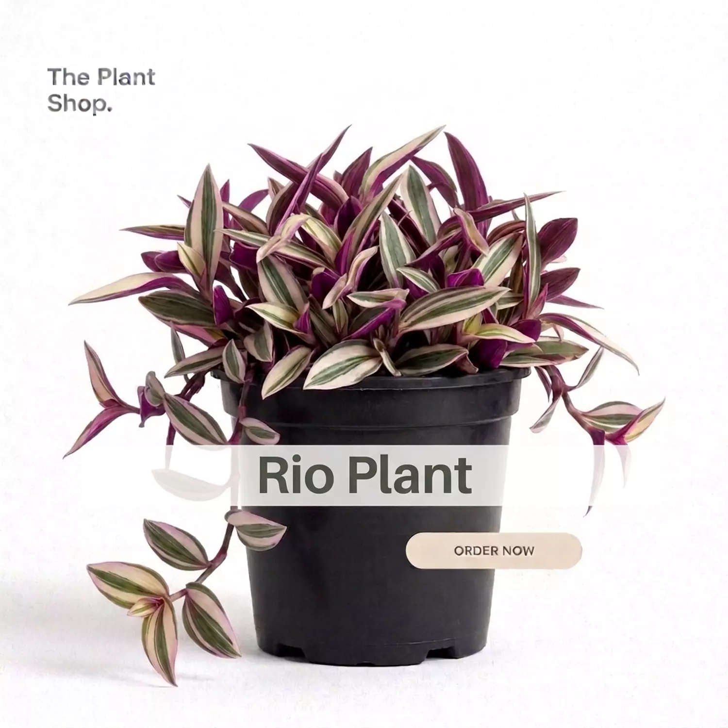 Rio Plant image