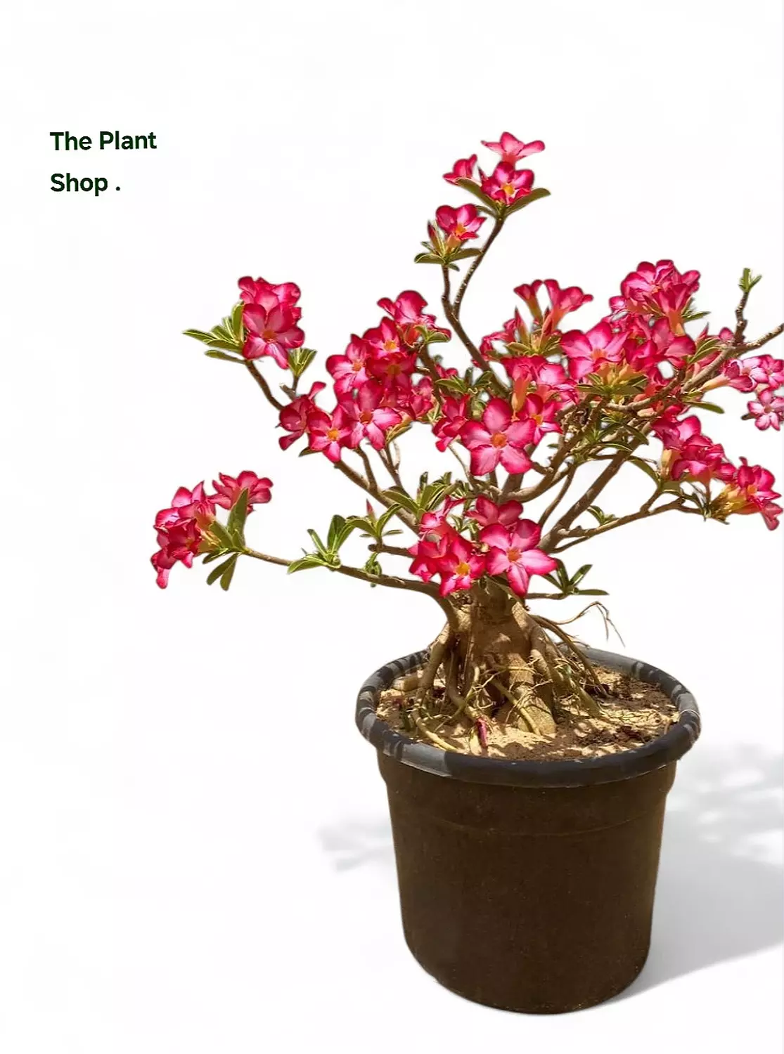 Flowery Bonsai image