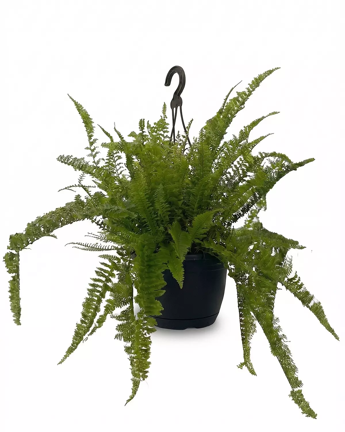 Boston Fern hover image