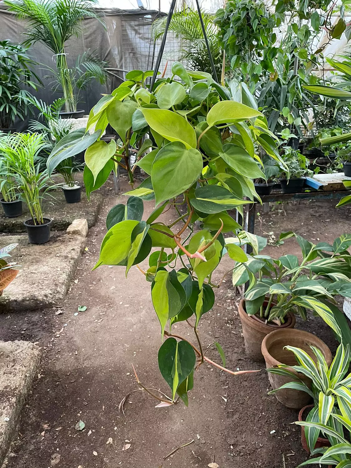 Hanging Philodendron Heart Shape image