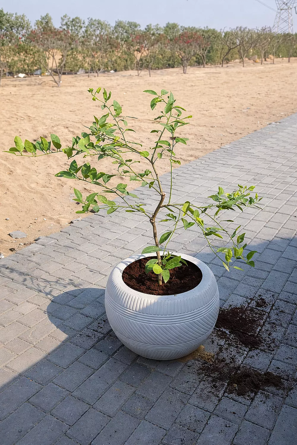 Dwarf Lemon Tree 2