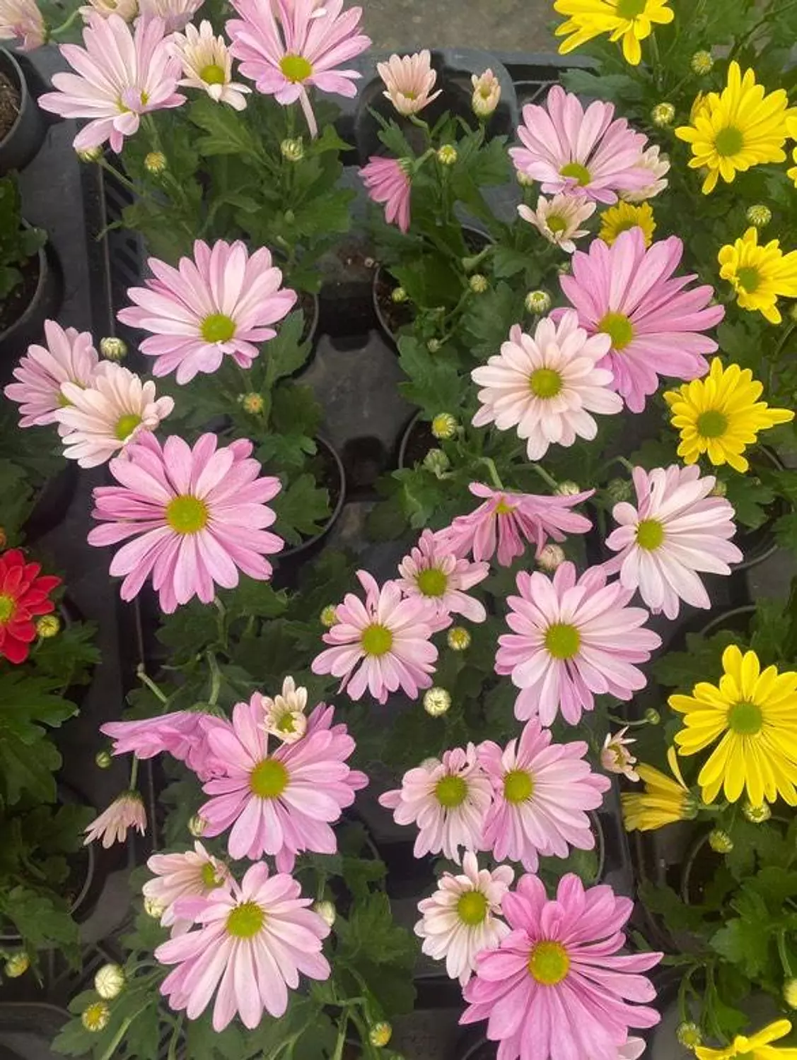 Chrysanthemum  4