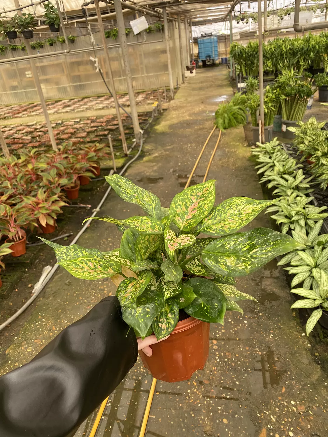 Chinese Evergreen 1