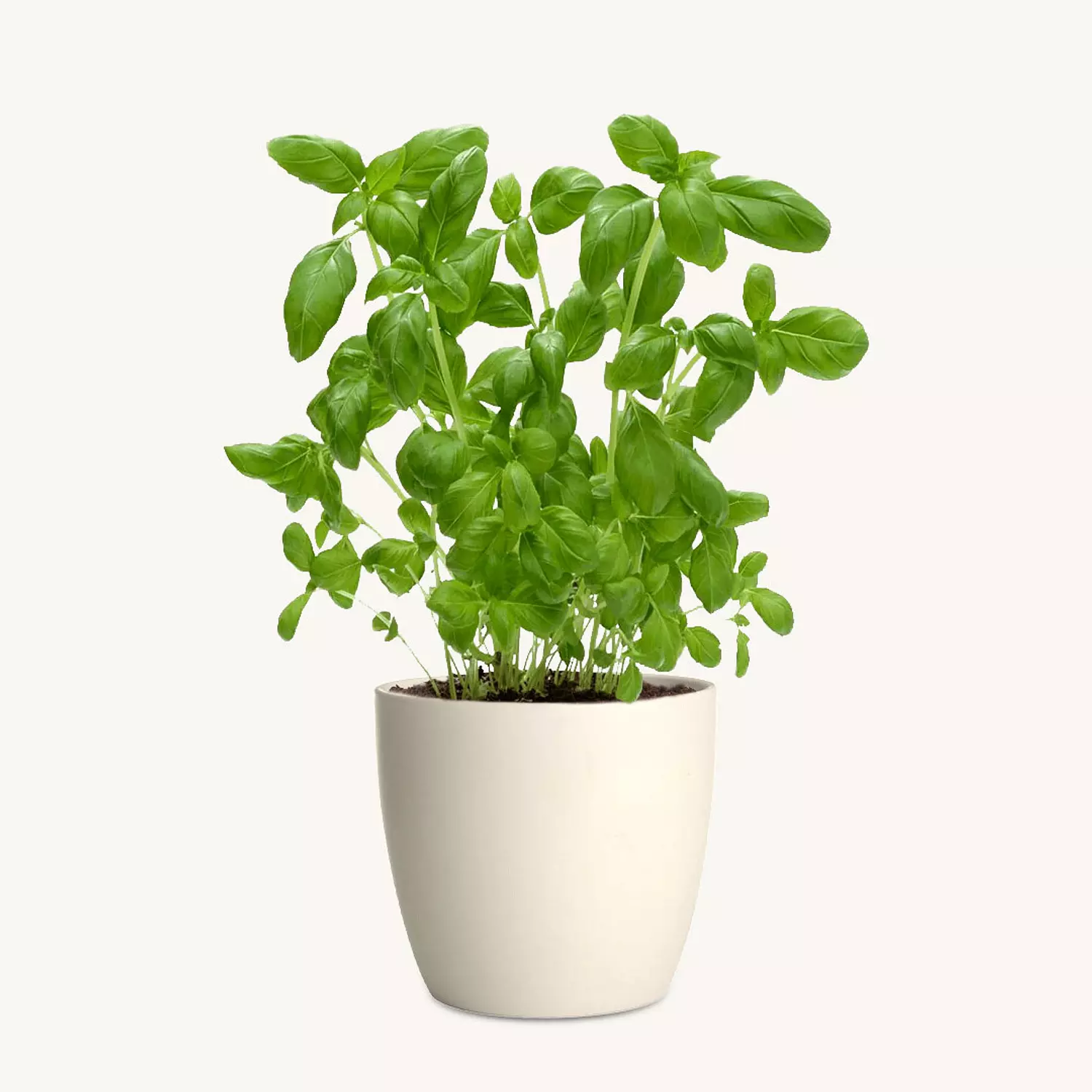 Egyptian Basil image