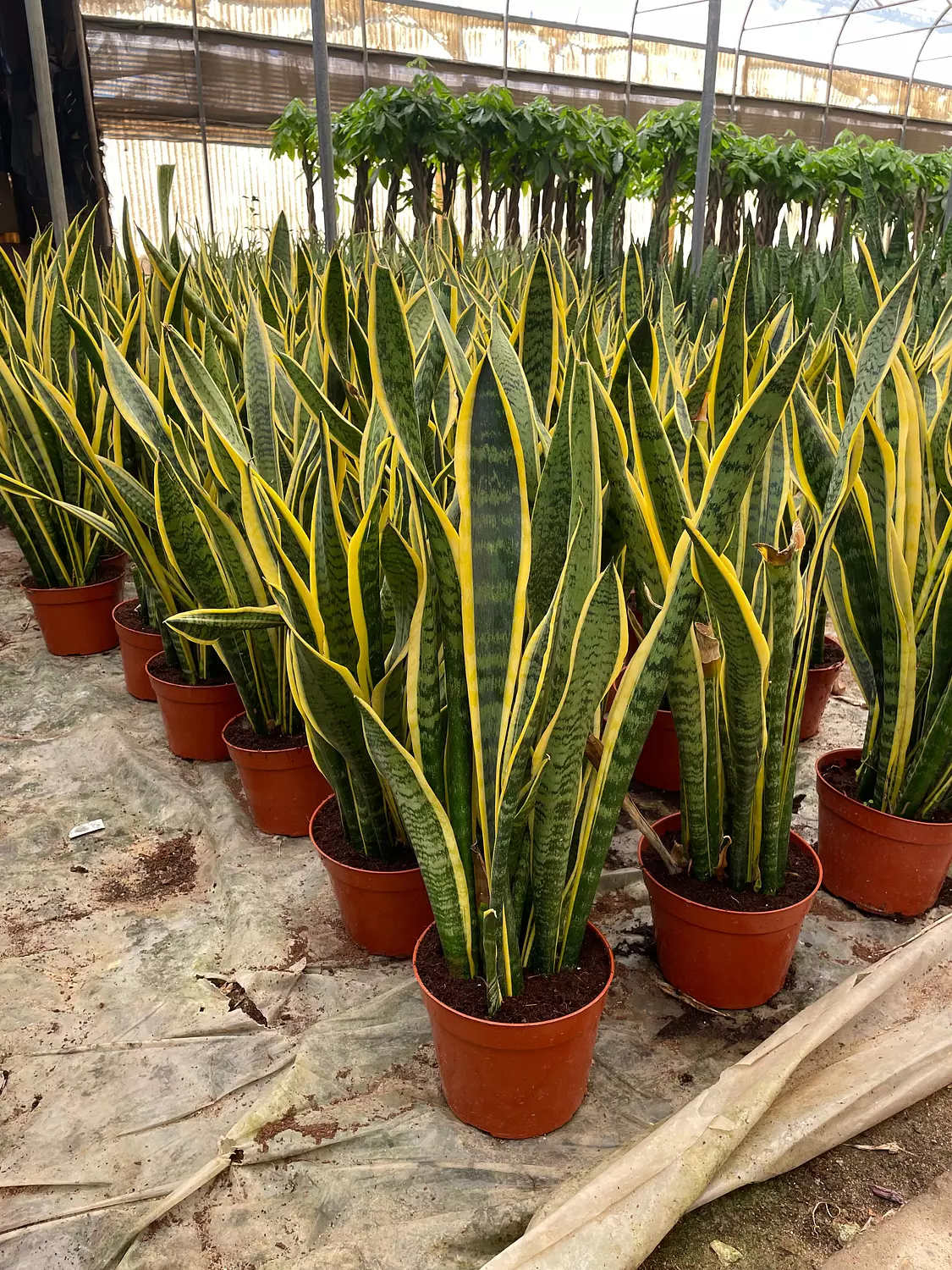Snake Plant image