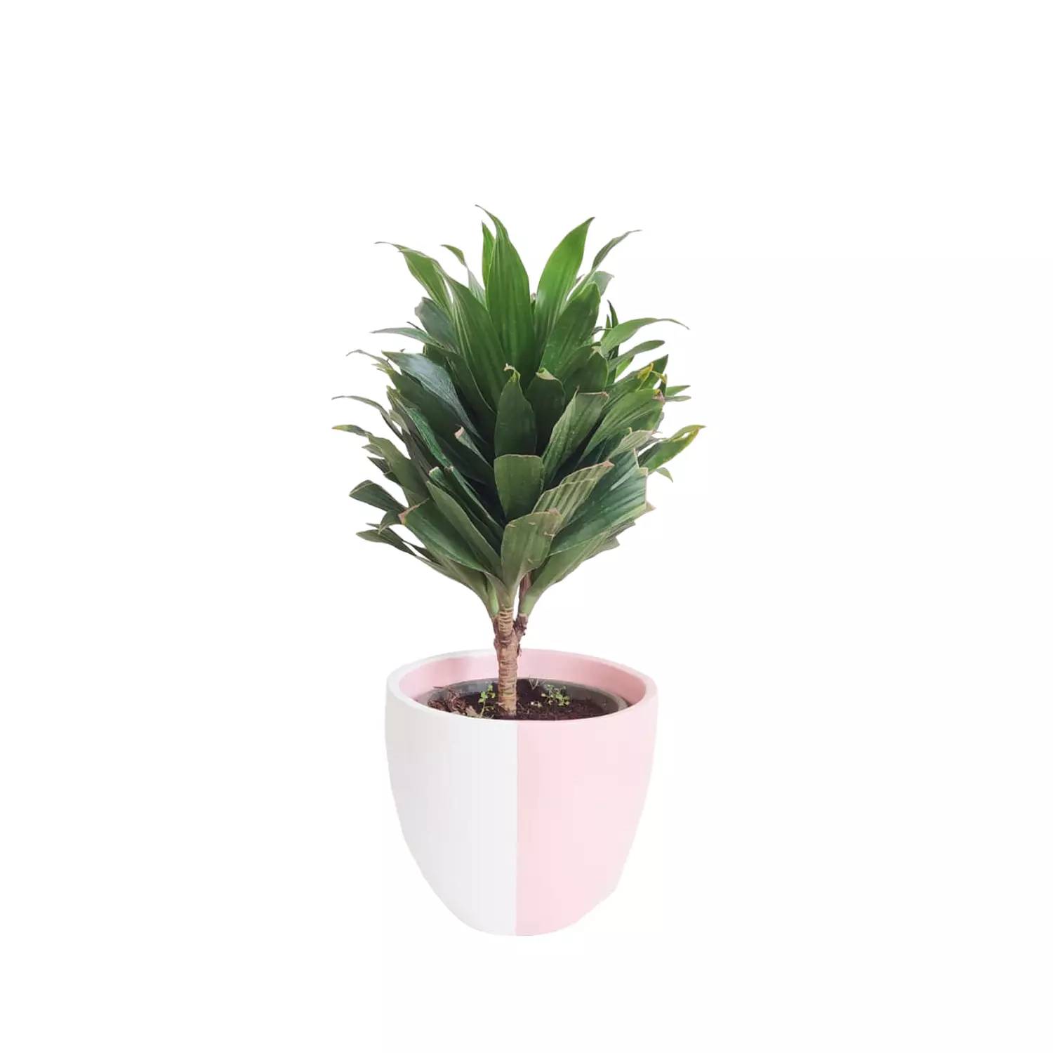 Dracaena Compacta image