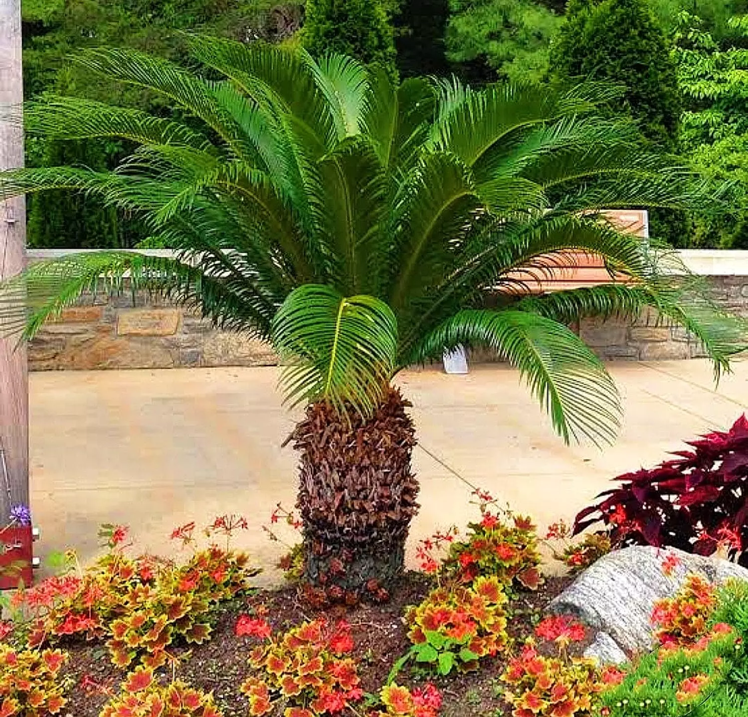 SAGO PALM (CYCAS) image
