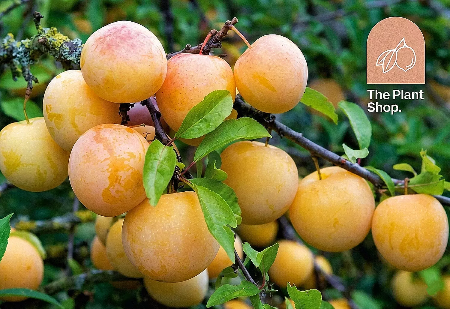  Yellow Plum Tree image