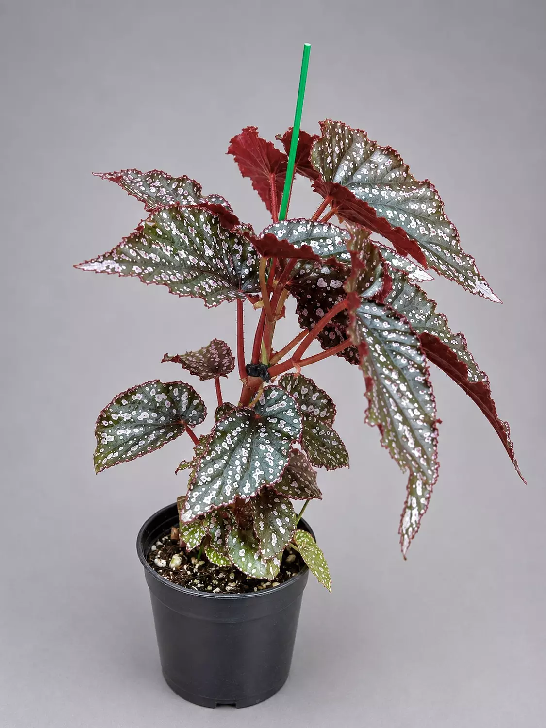 Side view of Begonia Corallina