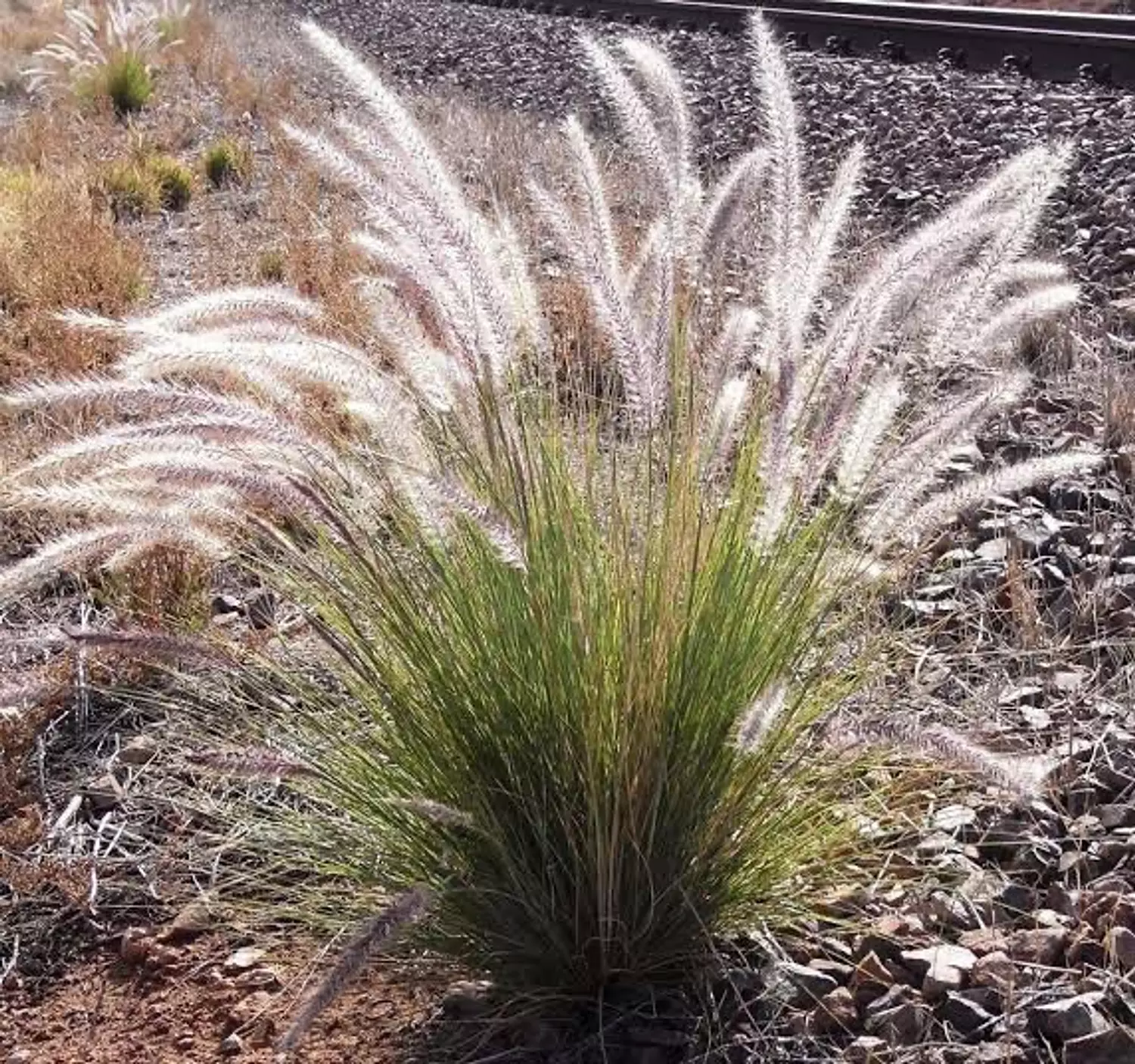 Fountain Grass  hover image