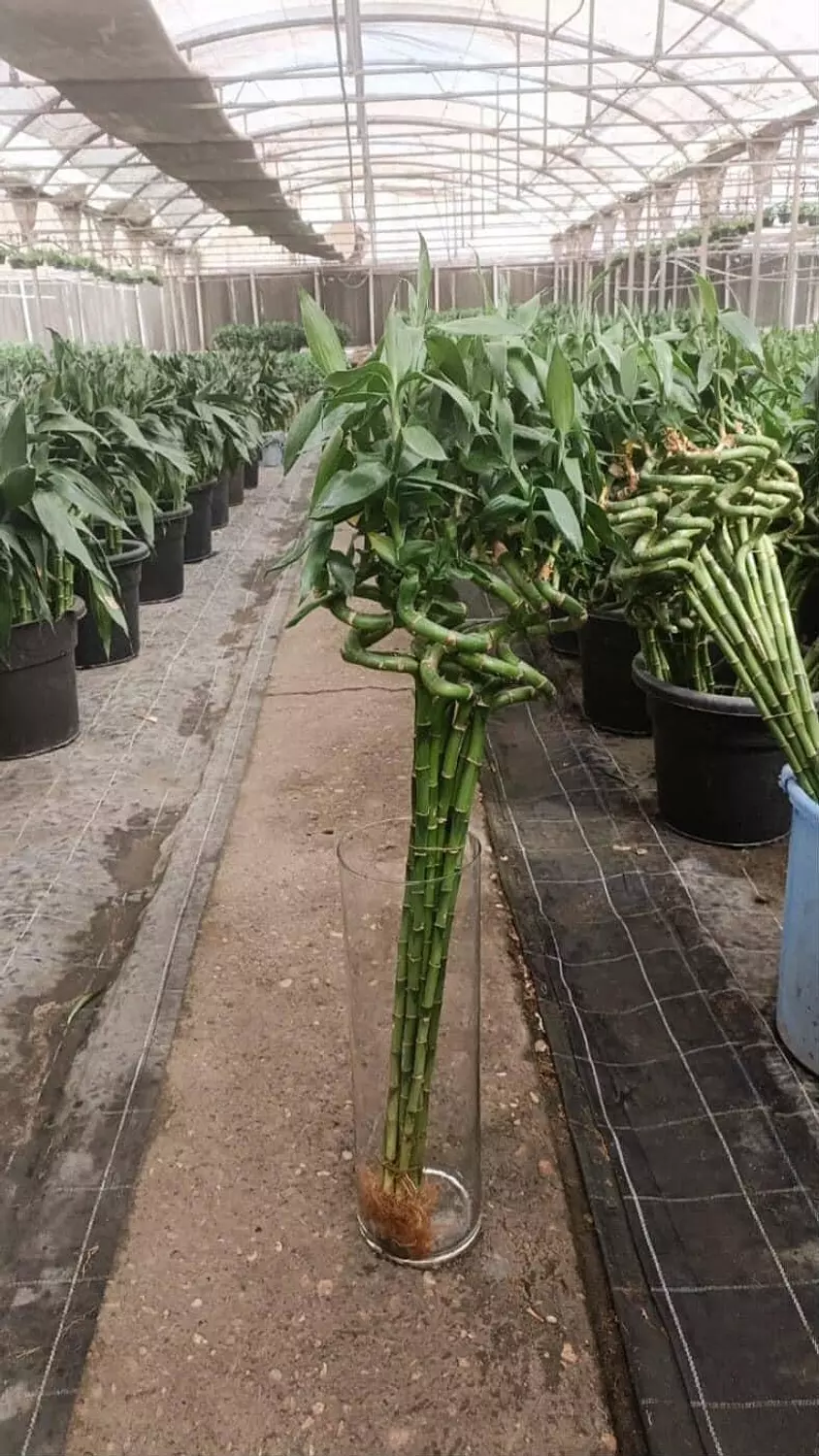 Chinese Bamboo 2