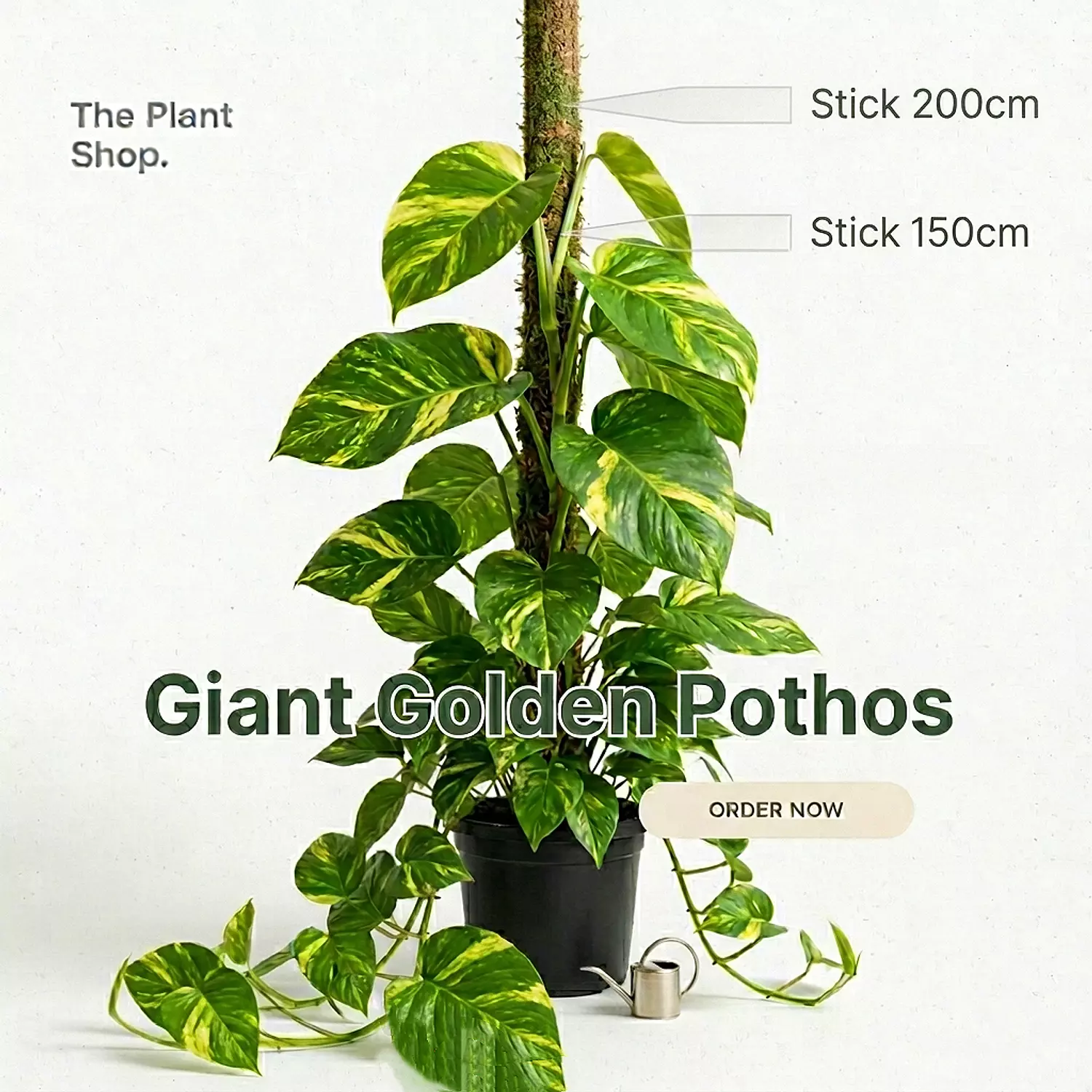 Giant Golden Pothos  image