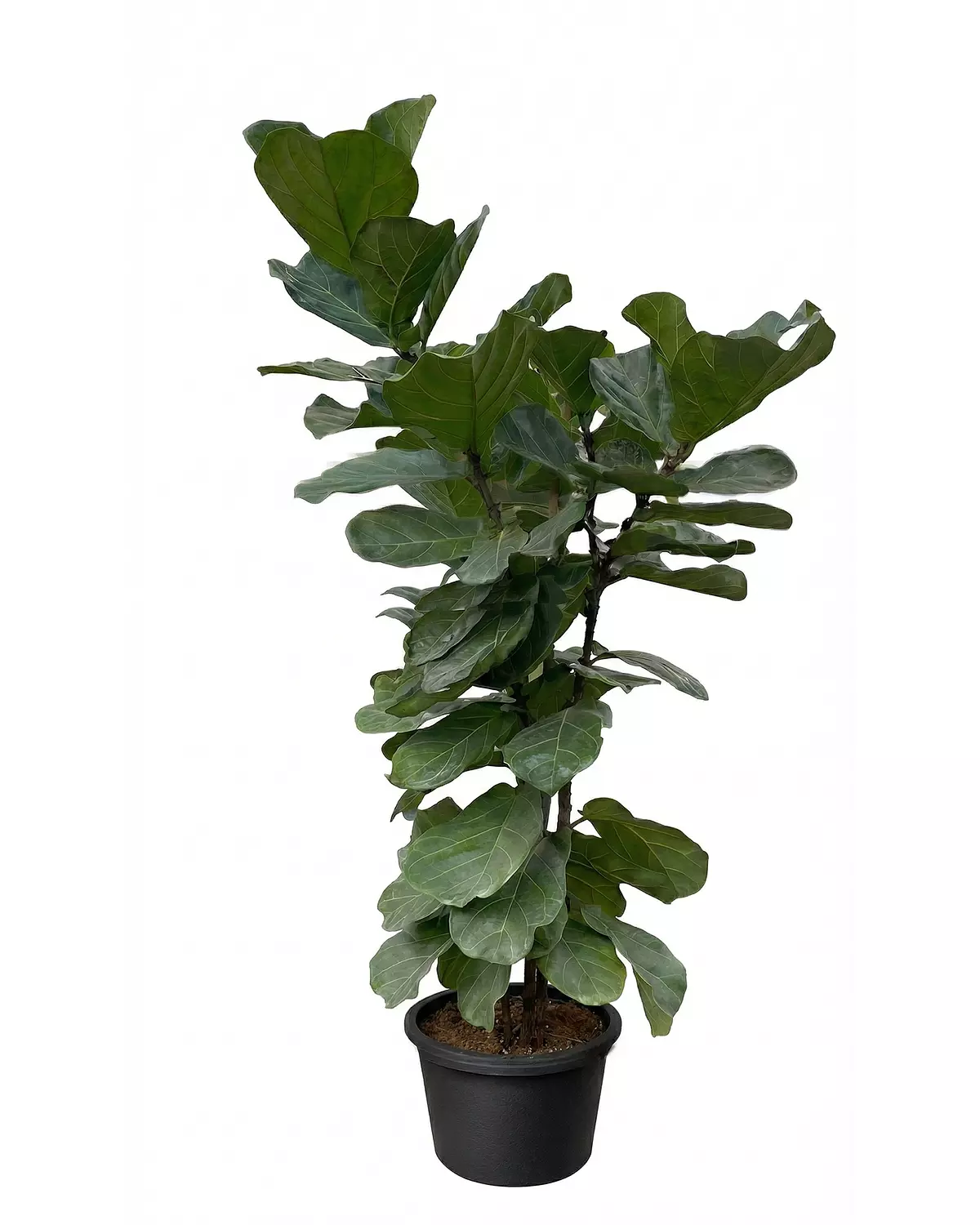 Fiddle Leaf Fig 1