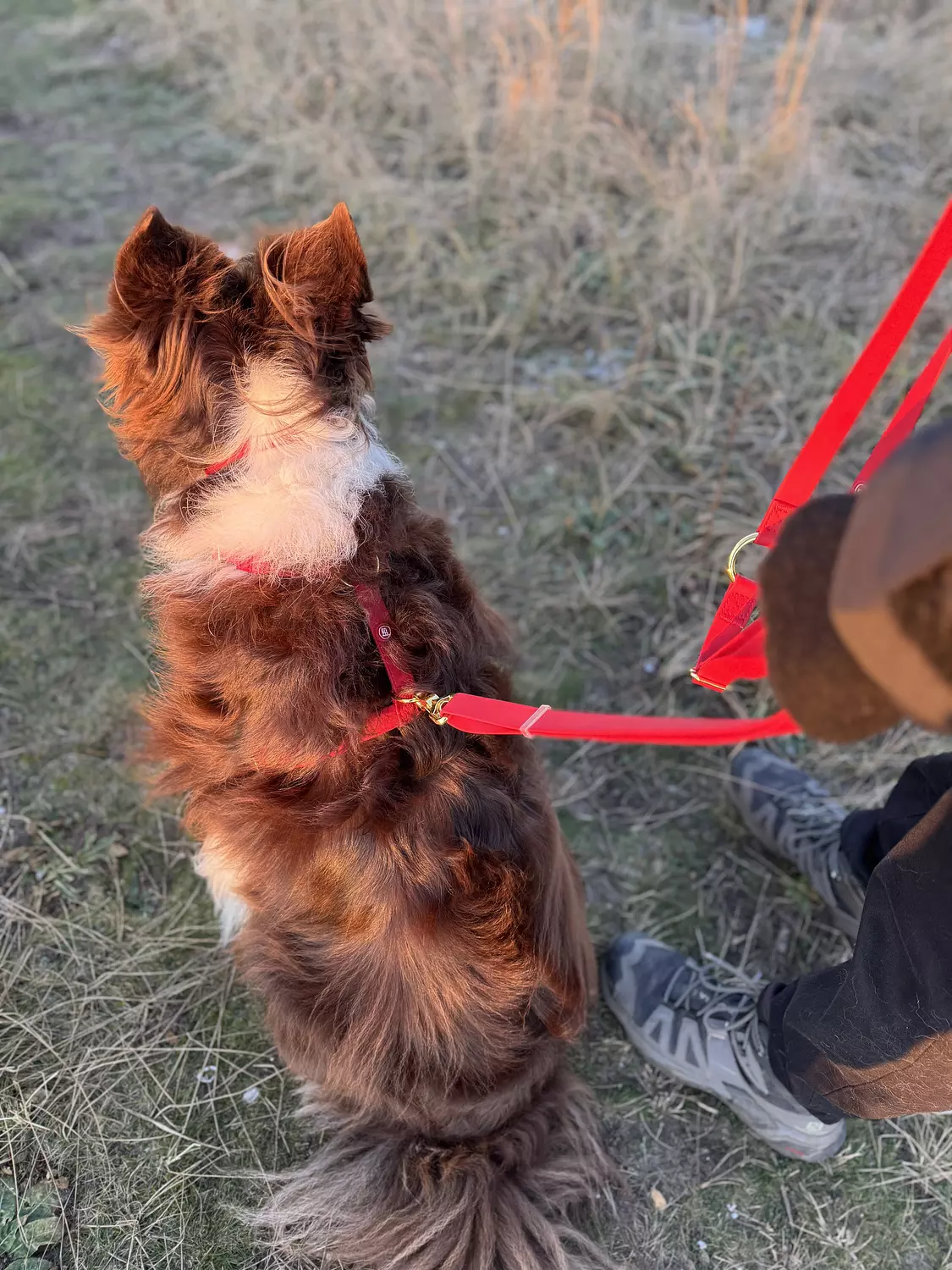 Essential Dog Harness 8