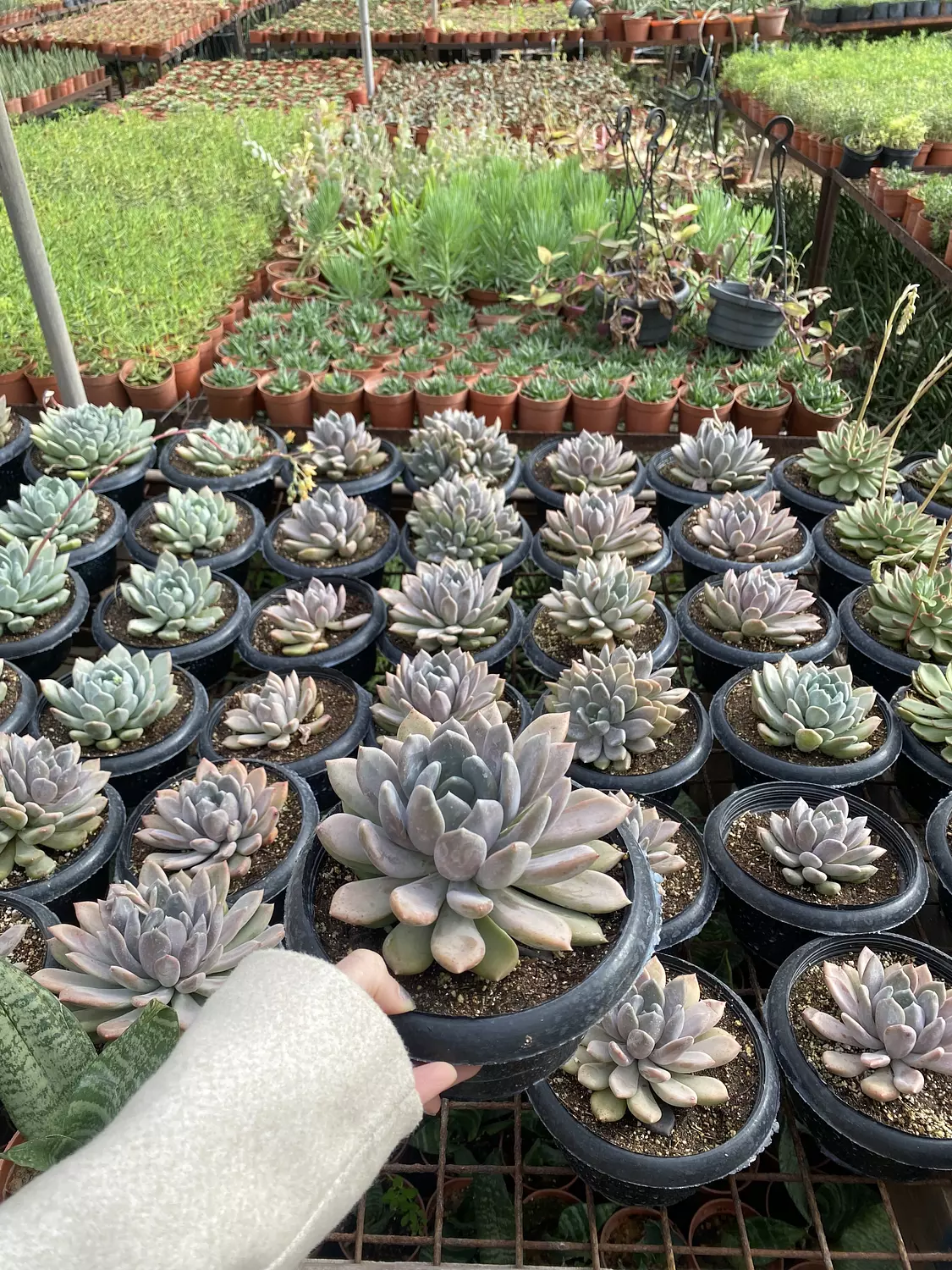 Jumbo Echeverias (3) 1