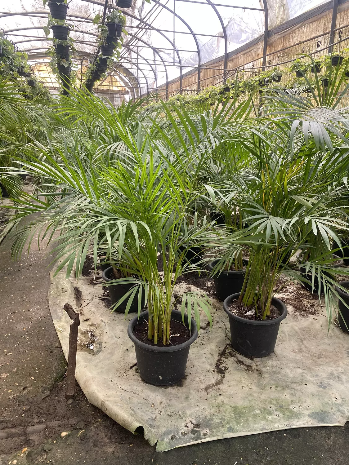 Yellow Areca Palm 8