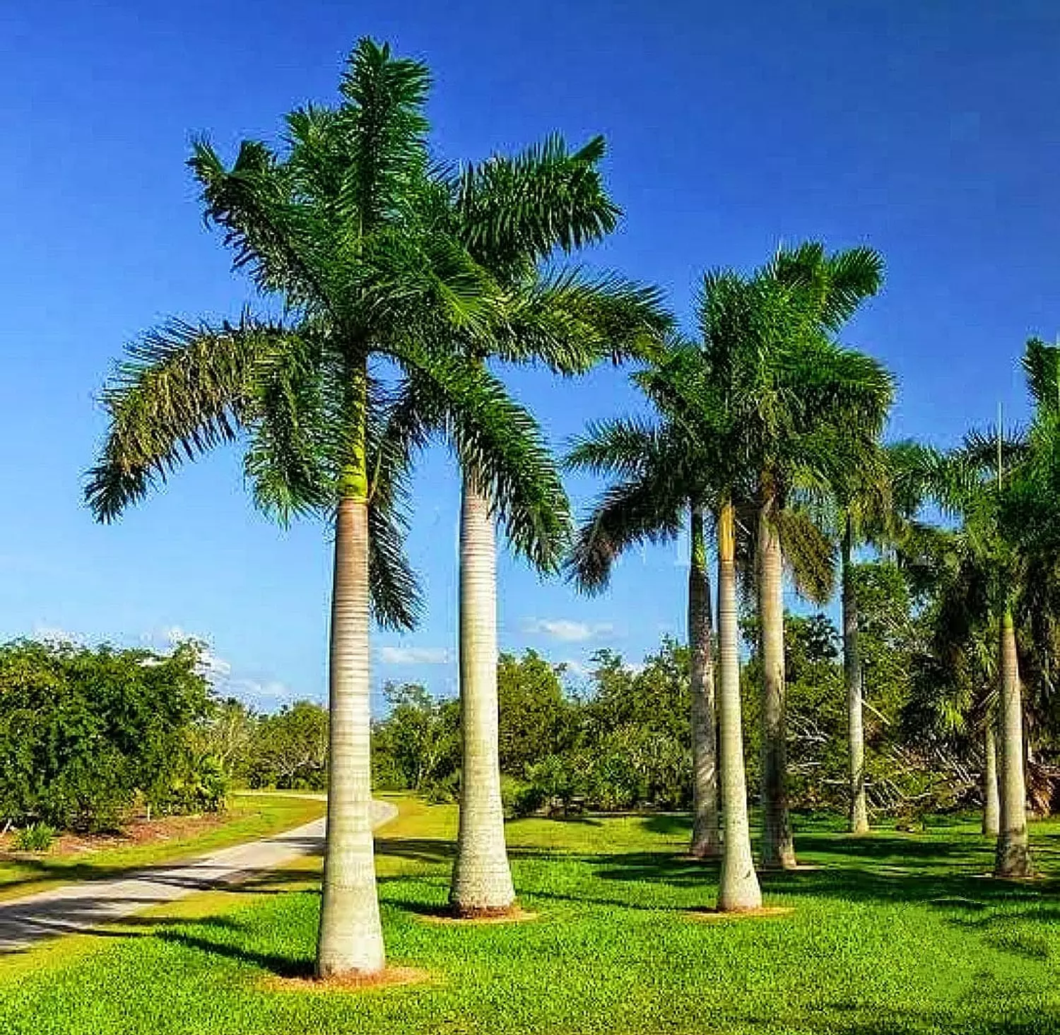Royal Palm image
