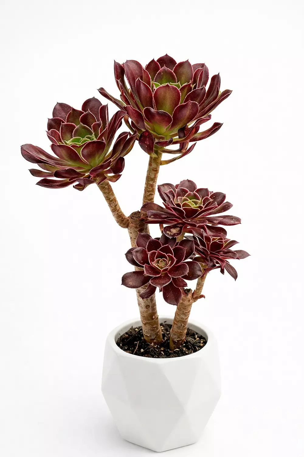 Irish Rose Cactus image