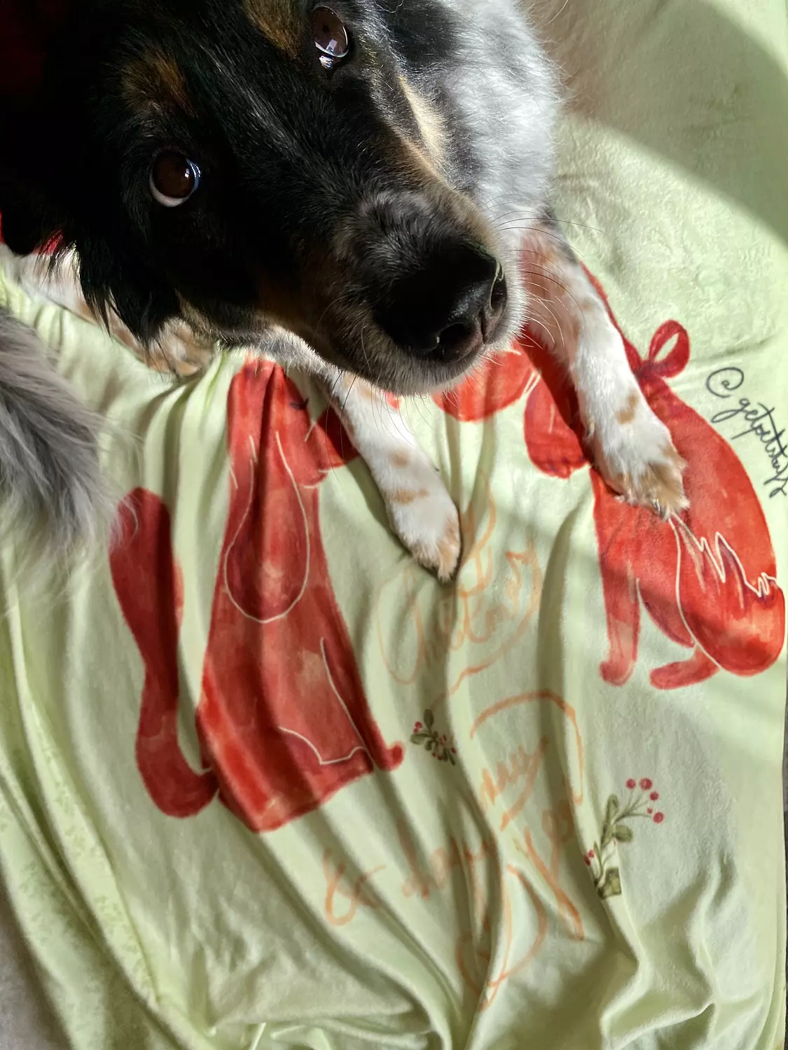 Cozy Christmas Blanket 0