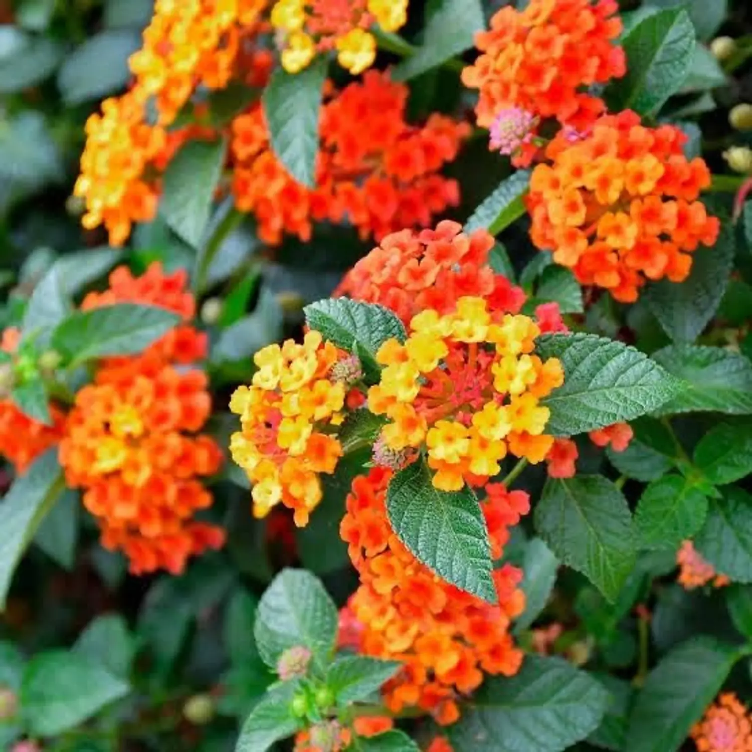 Lantana 2