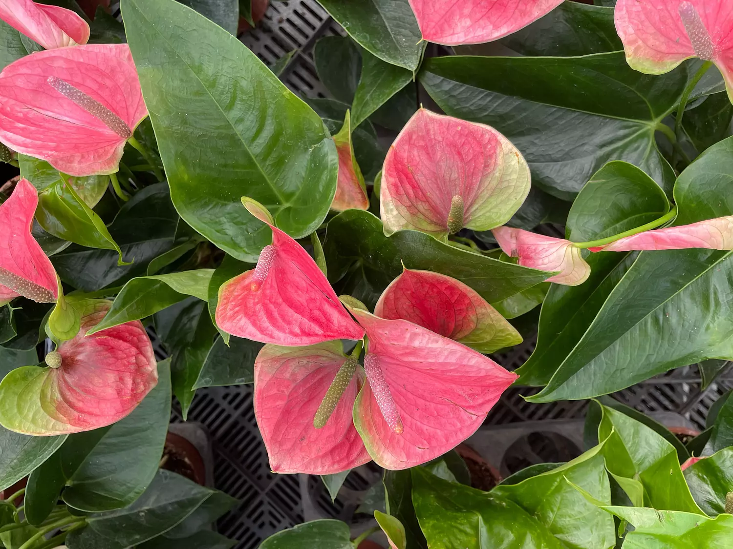 Anthurium 4