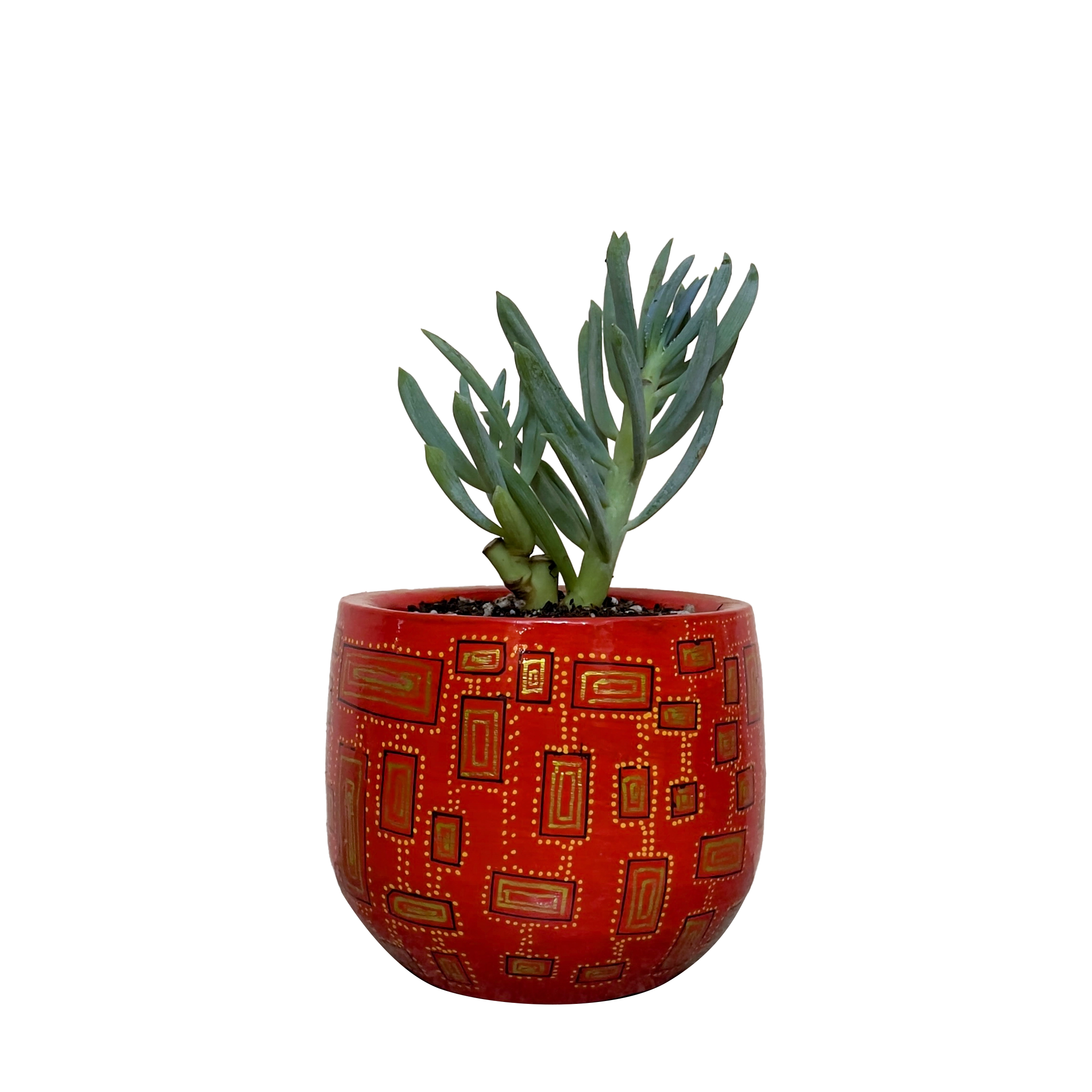 <h4><strong>Senecio Serpens -</strong></h4><h4><strong>Modern Maze</strong></h4>