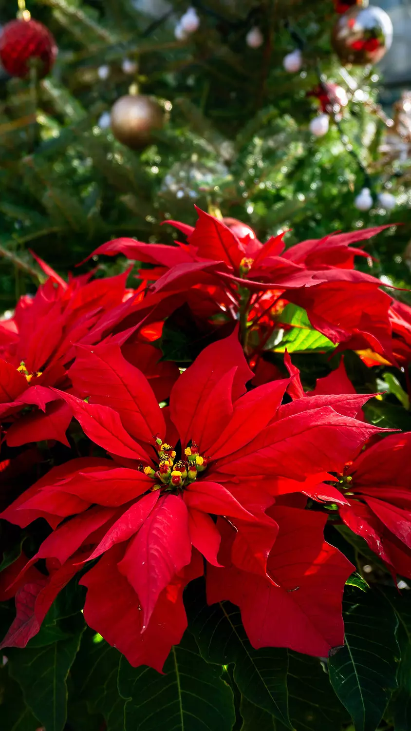 Poinsettia 2