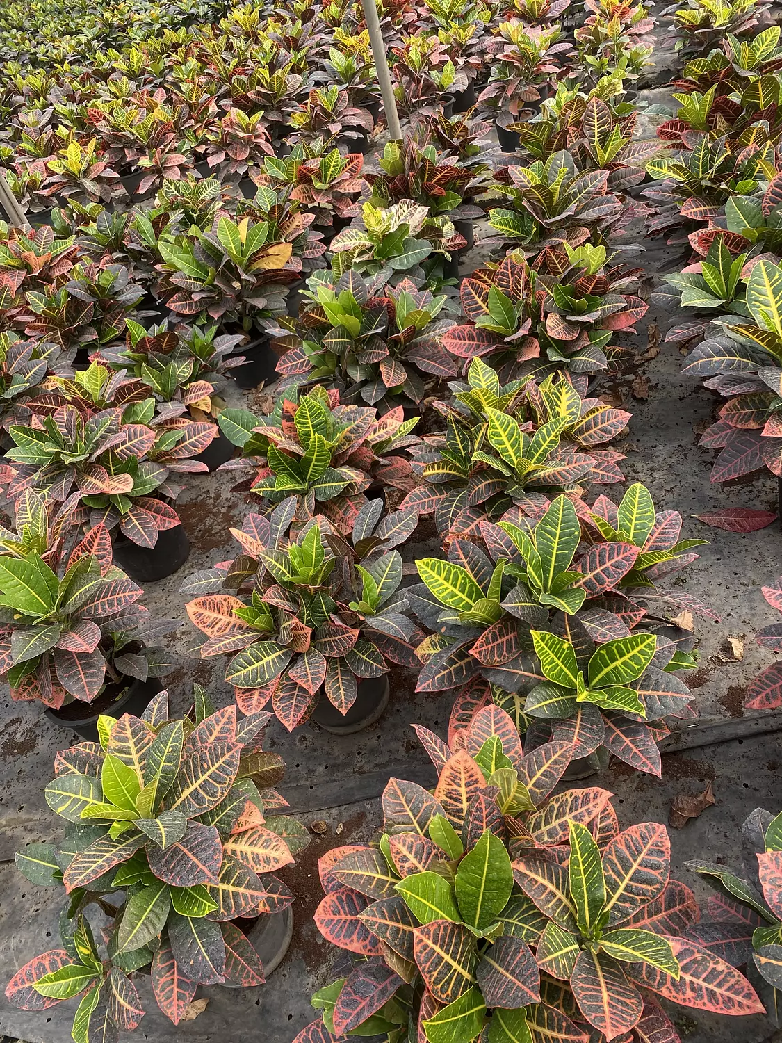 Crotons 7