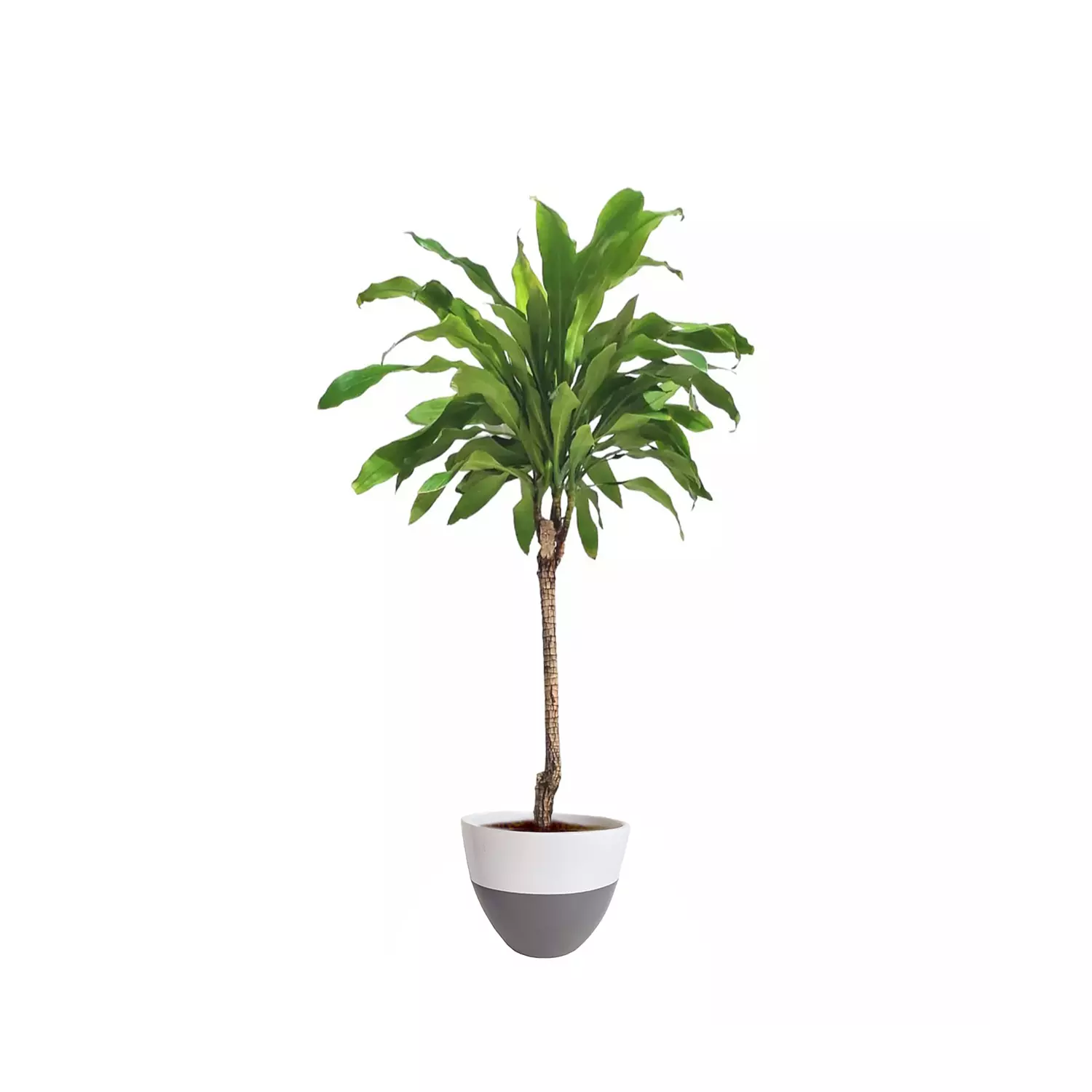 Dracaena fragrans 11