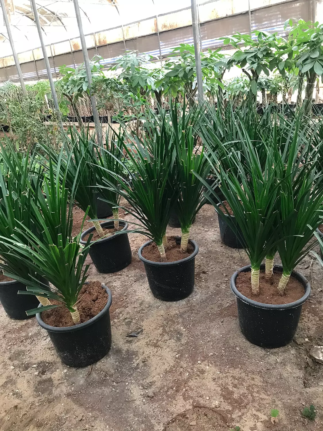 Dracaena Draco 6
