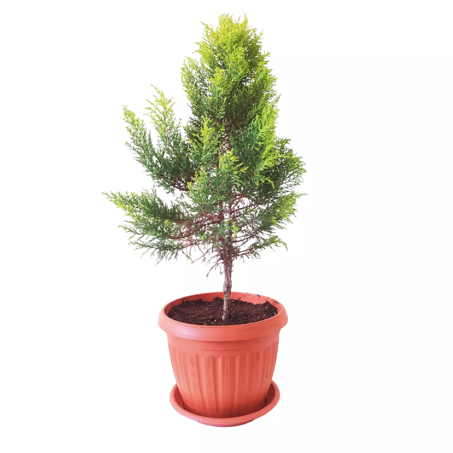 Lemon Cypress