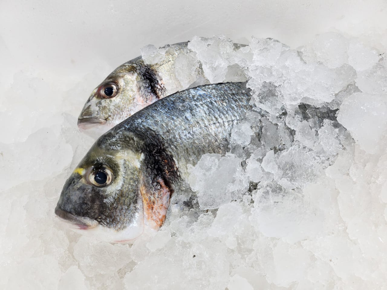 Raw Seafood Img