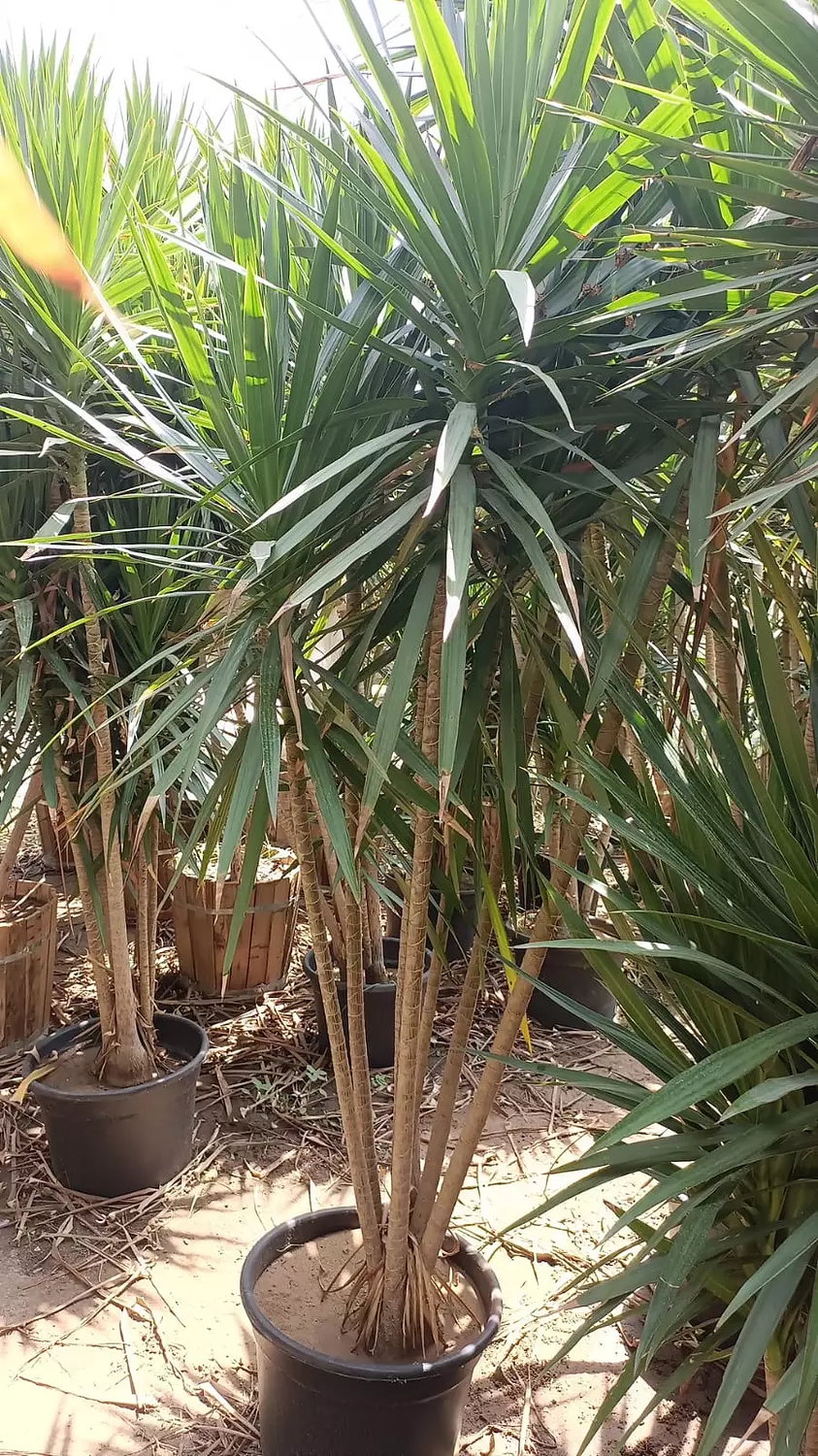   Dracaena Santa Rosa Outdoor  3