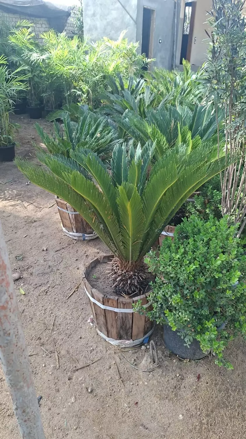SAGO PALM (CYCAS) 3