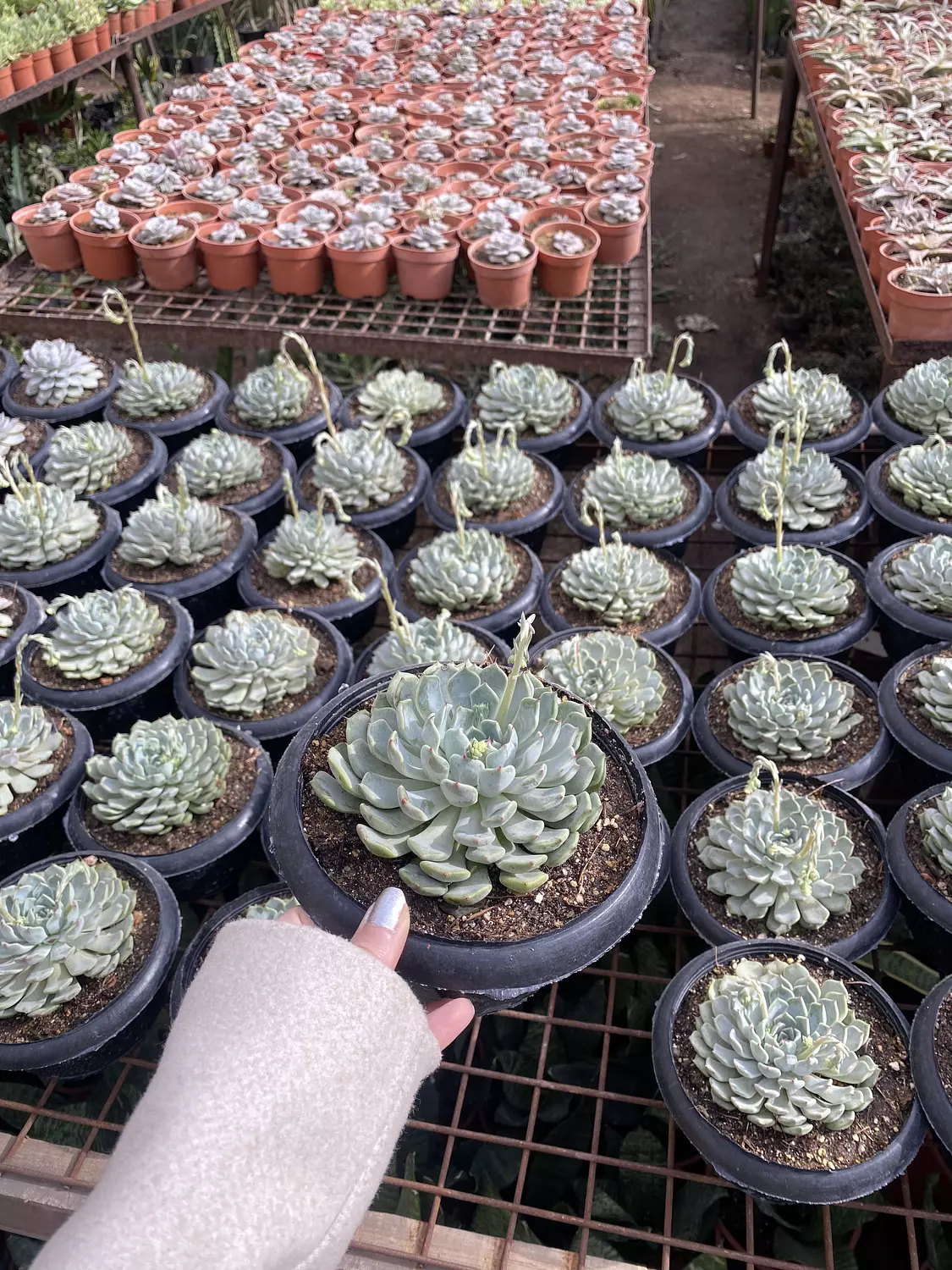 Jumbo Echeverias (5) 1